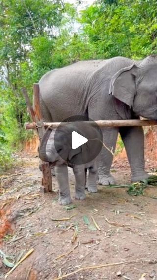 Funny Elephant Videos, Baby Elephant Video, Baby Elephants Playing, Elephant Gif, Funny Elephant, Beautiful Wildlife, Water For Elephants, Elephant Sanctuary, Elephant Love