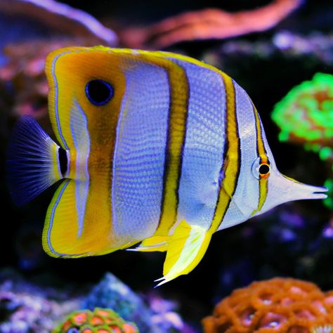 Butterfly Fish Drawing, Coral Fish, Beautiful Fish Ocean Life, Colorful Ocean Fish, Tropical Fish Pictures, Deep Ocean Fish, Colourful Fish Photography, Colorful Freshwater Aquarium Fish, Butterfly Fish