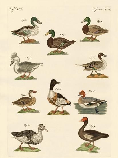 'Different Kinds of Ducks' Giclee Print | Art.com Vintage Boys Room, Waterfowl Art, Hunting Nursery, Duck Nursery, Fishing Scene, Duck Pictures, Turkey Decor, Hunting Art, Duck Art