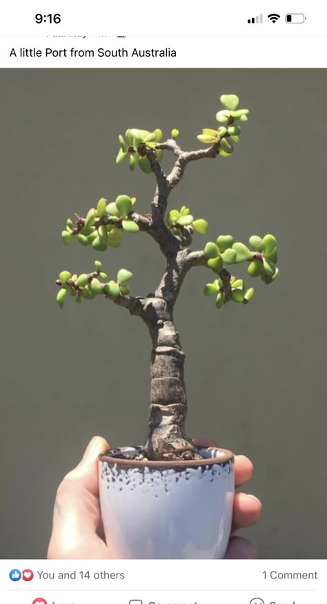 Jade Bonsai, Garden Hacks Diy, Bonsai Forest, Bonsai Styles, Plant Hacks, Moss Garden, Jade Plants, Bonsai Plants, Rare Succulents