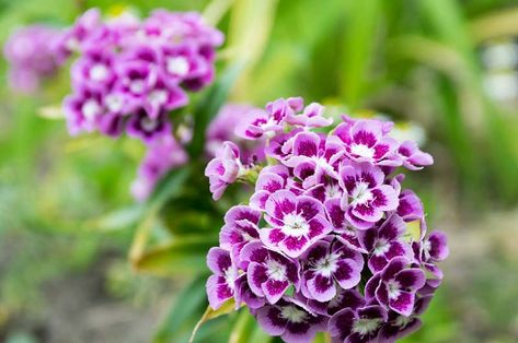 Sweet William Flowers, Stachys Byzantina, Dianthus Barbatus, Sea Holly, Alpine Plants, Sweet William, Hummingbird Garden, Plant Combinations, Buy Plants