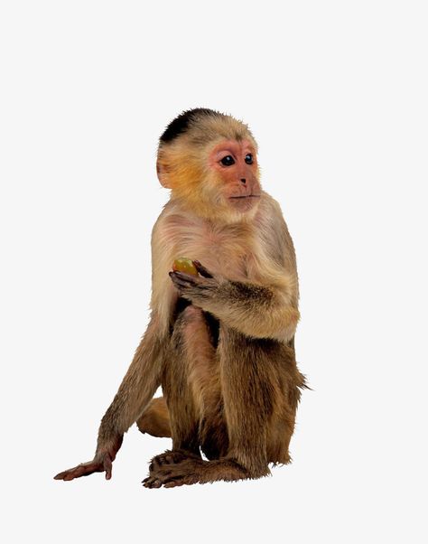 Indian Monkey, Monkey Png, Monkey Clipart, Finger Monkey, Marmoset Monkey, Tiny Monkey, Small Monkey, Monkey Monkey, Squirrel Monkey