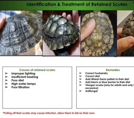 Pet Turtle Care, Yellow Bellied Slider, Land Turtle, Red Eared Slider Turtle, Turtle Stuff, Turtle Aquarium, Land Turtles, Turtle Care, Slider Turtle