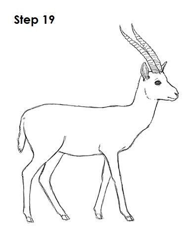 Gazelle Drawing 19 Gazelle Drawing, Deer Template, Animal Tutorial, Beginner Artist, Simple Sketches, How To Sketch, Deer Drawing, Forest Drawing, Easy Animal Drawings