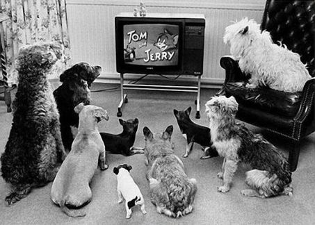 The neighborhood dogs watching Tom & Jerry. Tom Y Jerry, Love My Dog, Watch Dogs, Appaloosa, Vintage Dog, Quarter Horse, Tom And Jerry, Dog Photos, 귀여운 동물