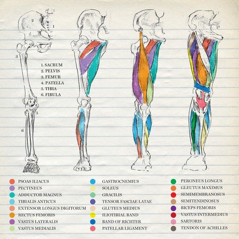 Dr. Seuss, Medicine Notes, Medicine Studies, Medical Student Study, Human Body Anatomy, Medicine Student, Nursing School Tips, Medical School Studying, Nursing School Notes