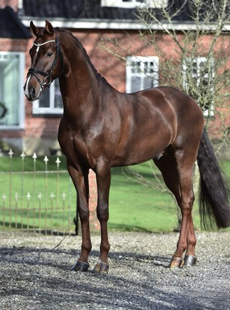 Danish Warmblood, Horse Standing, Dutch Warmblood, Horse Riding Aesthetic, Warmblood Horses, Beautiful Horse Pictures, Thoroughbred Horse Racing, Horse Inspiration, Horse Dressage