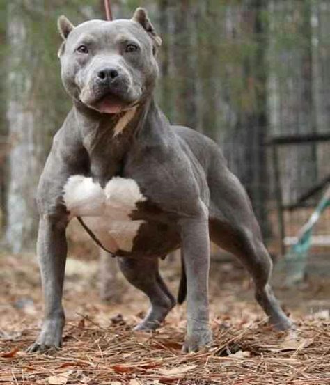 Buff man Maya Mia, Pit Bull Puppies, Giant Dog Breeds, White Chest, American Pitbull, Popular Dog Breeds, Bully Dog, Aggressive Dog, Pretty Dogs