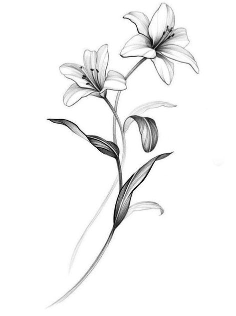 Lily Reference Drawing, Moon With Lily Tattoo, Avalanche Lily Tattoo, Big Lily Tattoo, Lily Flower Tattoos Men, Tiger Lillies Tattoo, Fineline Lily Tattoo, Flower Bouquet Reference, Gumamela Tattoo