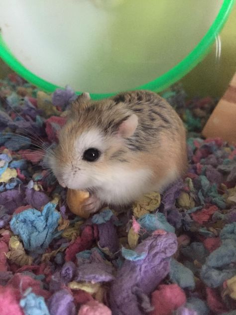 My Little Robo https://ift.tt/2FXnHSq Fluffy Hamster, Hamster Pictures, Robo Hamster, Roborovski Hamster, Hamster Pics, Hamster Habitat, Hamster Care, Baby Hamster, Cute Hamster