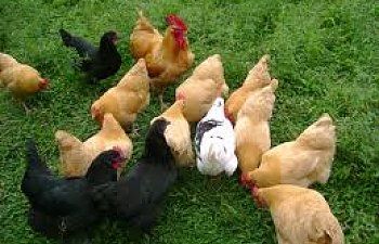 How To Integrate Your Chicken Flock The Easy Way - Advice on how to integrate your chicken flock            Integrating your flock can be very difficult is some cases. It’s not as easy as just sticking your chickens together- in most cases. A few times, some docile breeds such as cochins or... Best Laying Hens, Urban Chicken Farming, Chicken Flock, Broiler Chicken, Day Old Chicks, Urban Chickens, Laying Hens, Poultry Farm, Chicken Runs