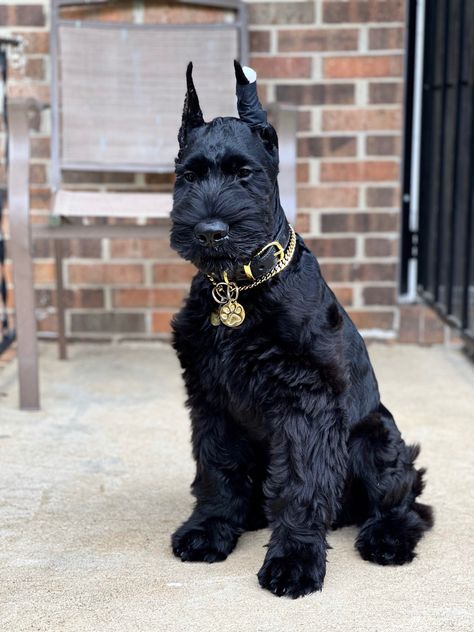 Giant Schnauzer Colors, Giant Schnauzer Grooming, Giant Schnauzer Puppy, Schnauzer Breed, Black Schnauzer, Guard Dog Breeds, Schnauzer Grooming, Scruffy Dogs, Giant Schnauzer