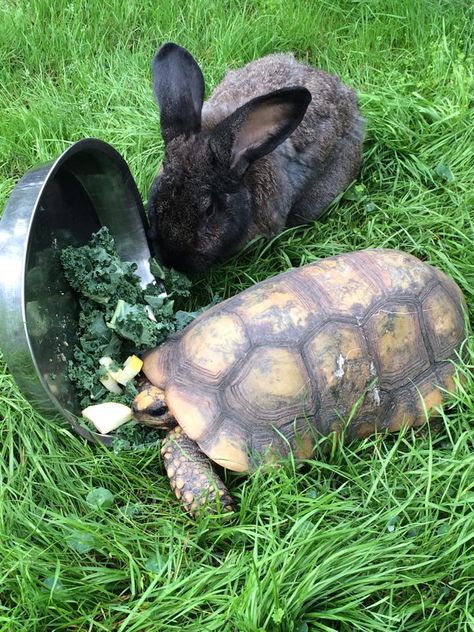 Buck the Flemish Giant Rabbit and Henri the Yellow Footed Tortoise Flemish Giant Rabbit, Big Tortoise, Giant Rabbit, Flemish Giant, Sulcata Tortoise, Rabbits, Family Members, Tortoise, Take Care