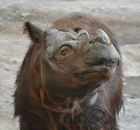 Sumatran Rhinoceros, Sumatran Rhino, Save The Rhino, Baby Rhino, Cincinnati Zoo, Interesting Animals, Extinct Animals, Rhinos, Unusual Animals