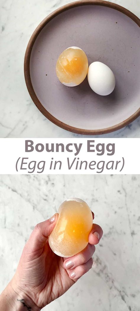 Bouncy Egg Experiment - Childhood Magic Egg In Vinegar Experiment, Egg Science Experiment For Kids, Bouncy Egg Experiment, Egg In Vinegar, Kids Science Experiment, Egg Experiment, Bouncy Egg, Egg Experiments, Science Experiment For Kids