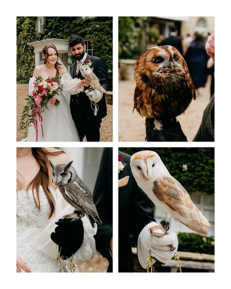 How amazing was it to see the rings delivered by Willow the barn owl at @northbrookparkweddings run by Claire at @csr_falconry this was such an amazing Experience for the couple and guests as we did some photos after the ceremony and the guests got a meet and greet session with the owls during drinks reception. I also got to hold the stunning little owl called Otto who is a male Southern White Faved Scops owl who was the most gorgeous little guy! What a great addition to make the wedding day ... Scops Owl, Owl Wedding, Drinks Reception, Ring Bear, Emma Jane, Meet And Greet, Barn Owl, The Barn, The Rings