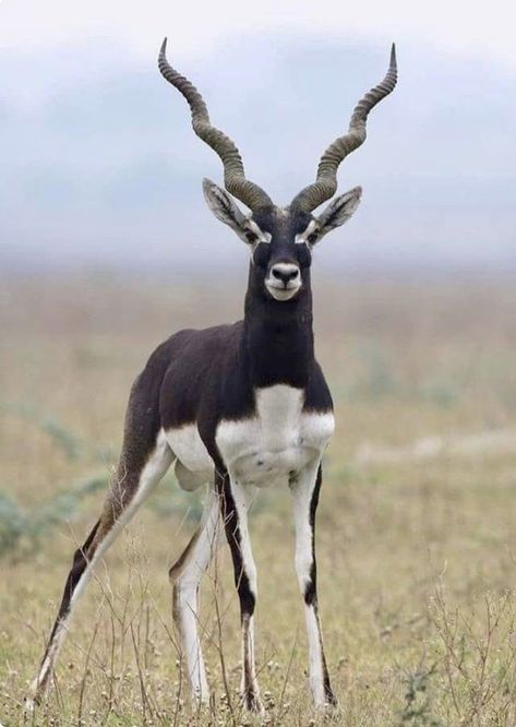 Male Blackbuck (Antilope cervicapra) with impressive spiraling horns. Blackbuck Antelope, Horns Aesthetic, Animals With Antlers, Horned Animals, Animal Horns, Animals With Horns, Interesting Animals, Unusual Animals, Rare Animals