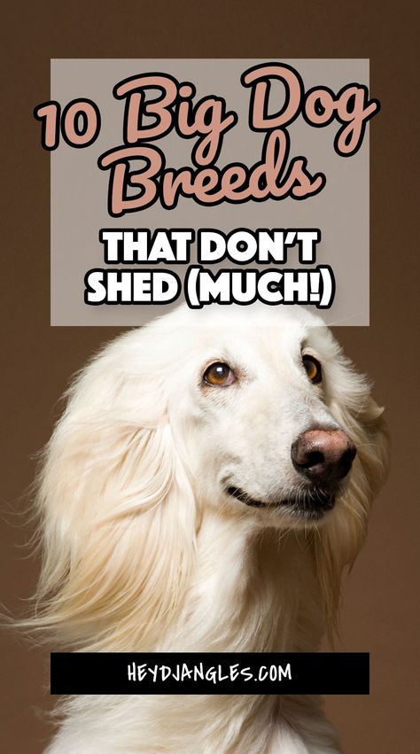 Looking for no-shed big dog breeds? From the modelesque Afghan Hound to the lovable Poodle, check out 10 big dogs that don’t shed (much), right here! #bigdog #hypoallergenic #noshed Dog Shedding Remedies, Low Shedding Dog Breeds, Non Shedding Dog Breeds, Low Shedding Dogs, Dog Breeds That Dont Shed, Low Maintenance Pets, Irish Water Spaniel, Curly Coated Retriever, Akc Breeds