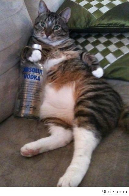 cat drinking vodka Cat With Alcohol, Cat With Ciggerate, Sea Druid, Vodka Meme, Vodka Funny, Vodka Humor, Drunk Cat, Tgif Funny, Cartoon Mom