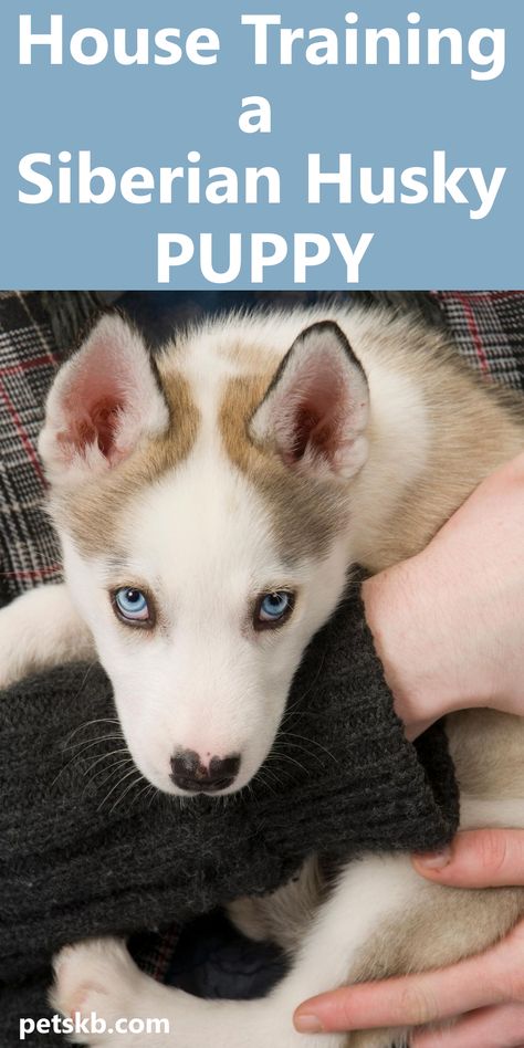 Husky Training Tips, Husky Puppy Training, Siberian Husky Training, Husky Training, Batman Dog, Miniature Husky, Baby Huskies, Husky Breeds, Dog Training Treats