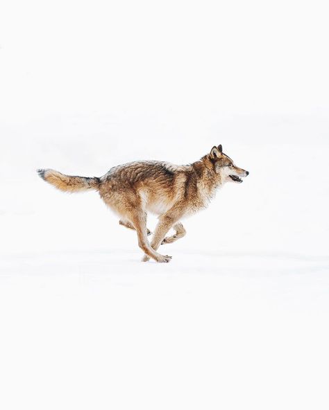 Running with the wolves 🐺 . . . . . . #natgeowild #natgeowildlife #wildlife_seekers #animalelite #wildlifephotography #wildlife_perfection… Irish Animals, Wolves Photography, Running With The Wolves, Wolf Poses, Wolf Running, Dogs Photography, Shadow Wolf, Winter Wolves, Wild Animals Photography