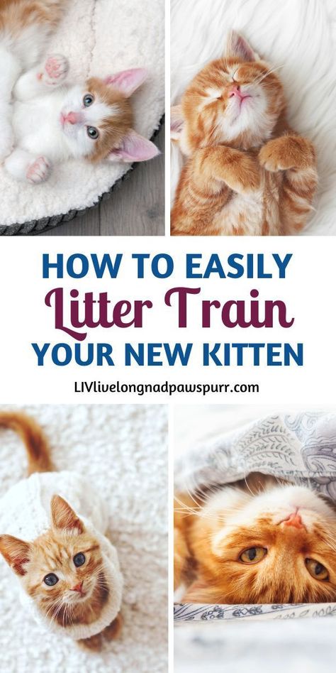 Litter Box Training Kittens, Litter Training Kittens, Litter Box Hacks, Training A Kitten, Best Litter Box, First Time Cat Owner, Kitten Mittens, Cat Advice, Best Cat Litter