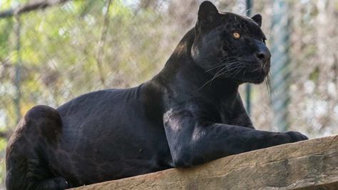 Panther Sitting, Leopard Pictures, Black Panther Cat, Panther Leopard, Panther Cat, Doberman Puppy, Black Jaguar, Black Panthers, Black Tigers