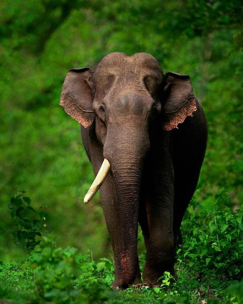 Behold the majestic Sri Lankan elephant, an icon of strength, grace, and wisdom! 🐘🌿 Roaming freely in the lush jungles and grasslands of Sri Lanka, these gentle giants captivate hearts with their sheer magnificence. Join us in celebrating the beauty and importance of these majestic creatures, symbols of our island's rich natural heritage. 🌟 pc- respective owner #SriLankanElephant #WildlifeWonder #NatureInFocus #SriLanka #besttravel #ExploreSriLanka #greenholiday #besttravel Sri Lankan Elephant, Elephant India, African Forest Elephant, African Bush Elephant, Elephant Photography, Keystone Species, Elephant Images, Elephant Pictures, Elephants Photos