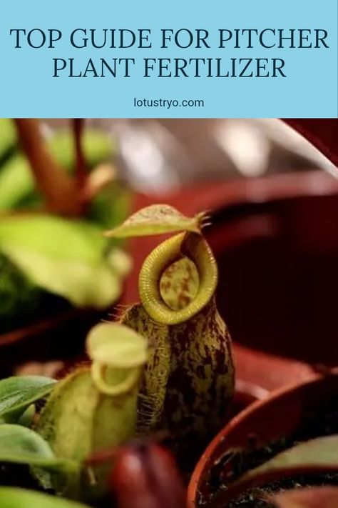 Learn the most effective tips to fertilize your small Nepenthes pitcher plants in this trustworthy guide. Because pitcher plants thrive in specific conditions, knowing how to properly feed them is essential. Using the right type of fertilizer enhances growth, boosts health, and promotes the unique features of these tropical plants. This guide explains how to select and apply the proper nutrients, along with knowing when to introduce fertilizer into their care routine. Give your Nepenthes the nourishment they need to flourish for stunning results. Pitcher Plant Care, Gold Mop Cypress, Carnivorous Pitcher Plant, Plant Fertilizer, Pitcher Plants, Pitcher Plant, Fertilizer For Plants, Carnivorous Plants, Digestive Enzymes