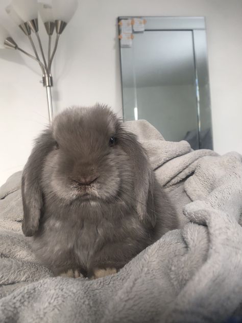 Grey Bunny Aesthetic, Flemish Giant Rabbit, Lop Bunnies, Gray Bunny, Bunny Lady, Bunny Room, Pet Bunny Rabbits, Cute Bunny Pictures, Bunny Mom