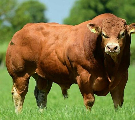 Belgian Blue Cattle, Limousin Bull, Raising Beef Cattle, Bull Artwork, Brahman Cattle, Bull Pictures, Cow Names, Breeds Of Cows, Wild Bull