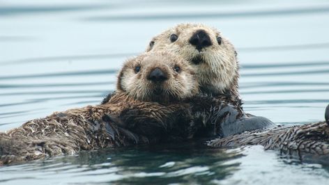 Sea Otters Holding Hands, Otters Holding Hands, Elephant Seal, Channel Islands National Park, Sea Otters, Baby Otters, Polar Animals, Sea Otter, Marine Mammals