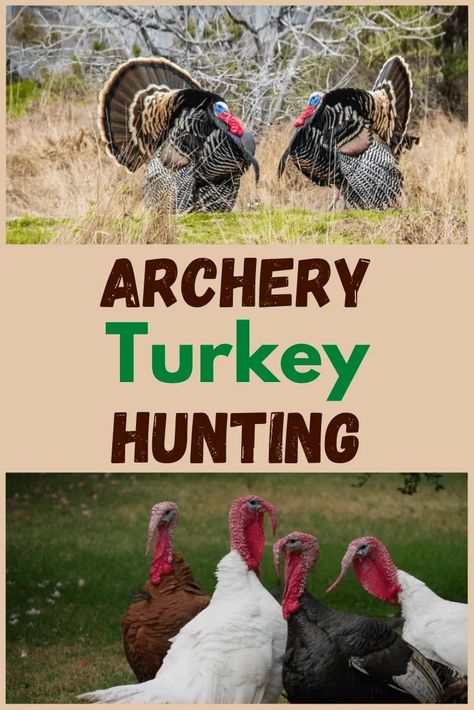 Turkey hunting is a humbling sport and the challenge of it all makes it addictive. Here's archery turkey hunting 101. Hunting Diy, Shtf Preparedness, Deer Hunting Tips, Quail Hunting, Deer Hunting Gear, Turkey Calling, Hunting Life, Best Turkey, Hunting Tips