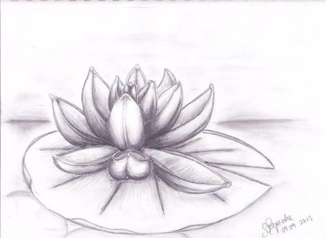 Water Lilies Sketch, Lily Pad Drawing Simple, Lilypad Drawing, Waterlily Drawing, Lily Pad Drawing, Lily Tattoo Designs, Water Lily Drawing, Lilly Tattoo Design, Stargazer Lily Tattoo