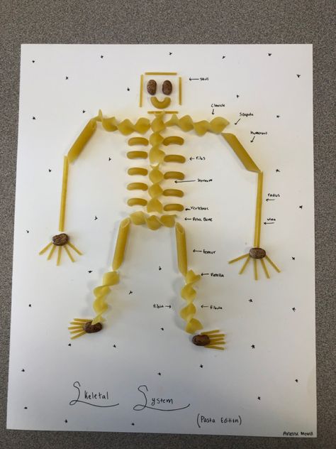 pasta skeleton Pasta Skeleton, Human Skeleton, Crafts Kids, Kids Stuff, Skeleton, Crafts For Kids, Arts And Crafts, Science, Pasta