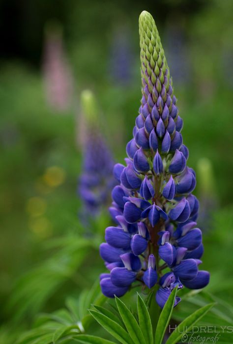 Lupiner Nordic Flowers, Lupine Flowers, Saffron Flower, Very Beautiful Flowers, Nothing But Flowers, Nature Artwork, Watercolor Flower Art, Beautiful Flowers Wallpapers, Forest Flowers