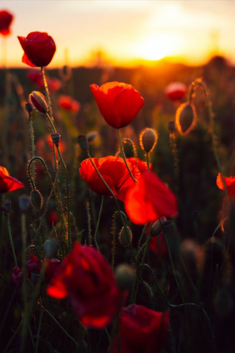 Red poppies City Shoot, Eye Photography, Remembrance Day, Photo Tree, Nature Images, Poppy Flower, Blossom Flower, Flower Images, Macro Photography