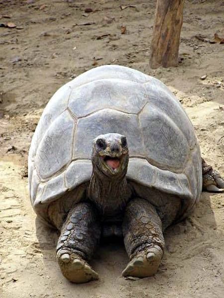 Tortoise Aesthetic, How To Be Funny, Tortoise Drawing, Big Tortoise, Tortoise Care, Baby Tortoise, Desert Tortoise, Galapagos Tortoise, Giant Tortoise