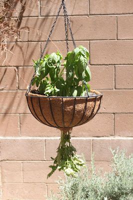 Embellish: {tutorial} Upside-Down Hanging Tomato Plant Hanging Tomatoes Upside Down, Upside Down Planting, Tomato Hanging Basket, Grow Tomatoes Upside Down, Tomato Upside Down Planter, Plant Genetics, Hanging Tomato Plants, Tomato Growers, Tomato Planter