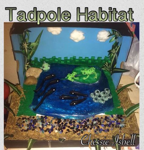 My son had to do a Habitat Project for school & he chose to do a  Tadpole Habitat. Tadpole Habitat-Shoe box, Sky-Blue Acrylic Paint, Clouds-Cottonballs, Plants-Fish Tank Plants, Rocks- Fish Tank Rocks, Grass/Lily Pad-Green Felt, Ground-Moss, Water-Blue Jello in ziplock bag, Tadpole Eggs-Marbles w/black marker, Tadpoles-Fishing Lures painted black, Rocks-Real rocks & Fish/Frogs-Plastic toys. Tadpole Habitat, Habitat Project, Frog Habitat, Habitats Projects, Project For School, Water Turtle, Blue Jello, Tank Plants, Black Rocks