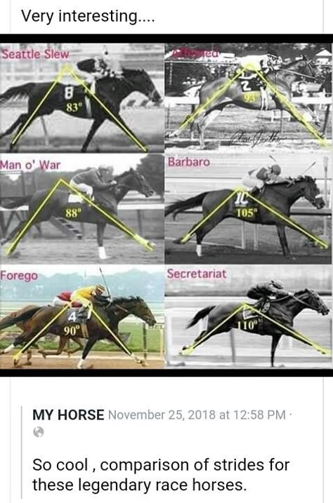 Secretariat Horse, Horse Hacks, Horses Funny, Horse Humor, Horse Ownership, Funny Horse Pictures, Horse Riding Quotes, Famous Horses, Thoroughbred Racehorse