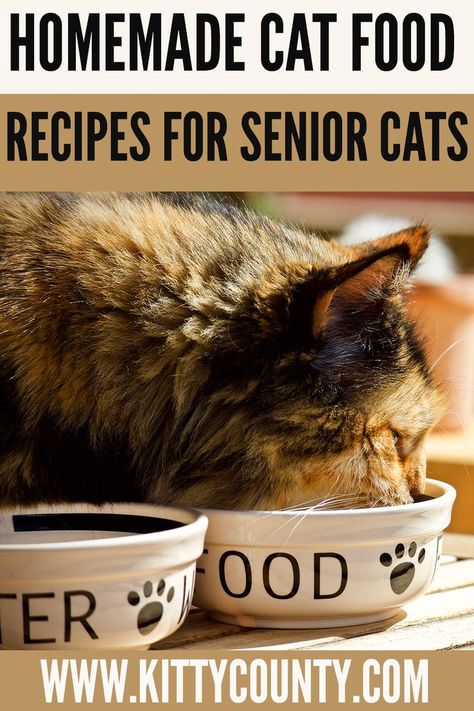 Cat Food Recipes, Diy Cat Food, Senior Cat Food, Senior Cat Care, Healthy Cat Food, Raw Cat Food Recipes, Natural Cat Food, Homemade Cat Food, Cat Diet