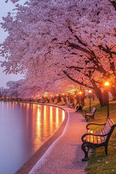 Cherry Blossom Pictures, Japanese Cherry Tree, Park Sunset, Japan Cherry Blossom, Ueno Park, Cherry Blossom Japan, Splash Images, Positive Wallpapers, Cherry Trees