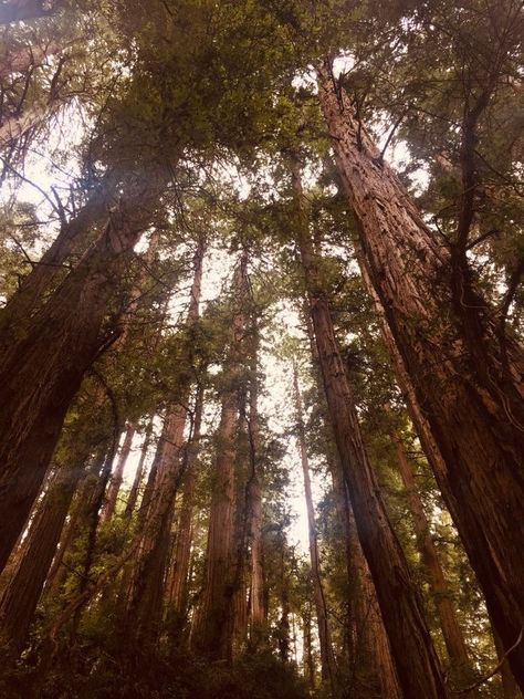 Muir Woods California, Free Fall Wallpaper, Sequoia Sempervirens, Muir Woods National Monument, Trip To San Francisco, Another Earth, Muir Woods, Work Trip, Redwood Tree