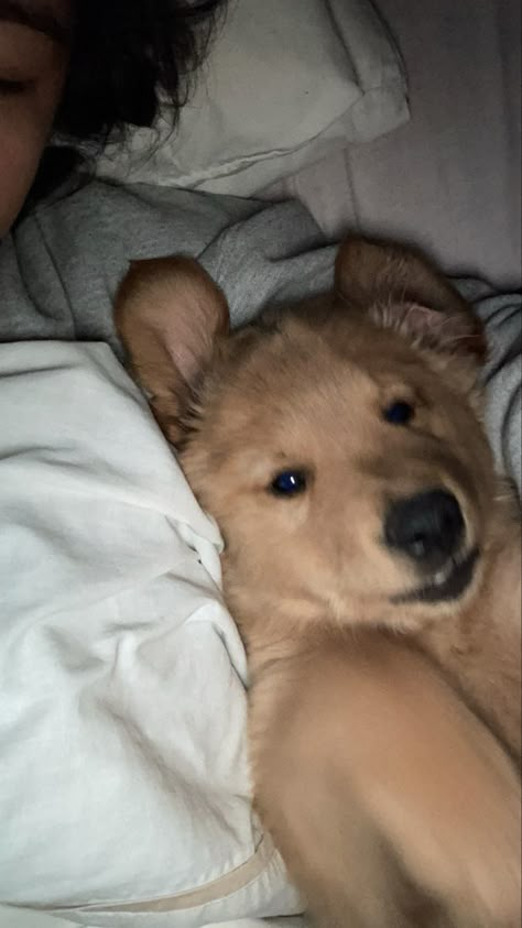 Anjing Golden, Dogs In Bed, Dog Snapchats, Golden Retriever Baby, Dog Pic, Really Cute Puppies, Cute Dog Pictures, Really Cute Dogs, Golden Retriever Puppy