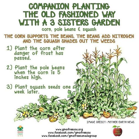 Companion Planting Layout, Planting Layout, Fruit Shrub, Companion Planting Chart, Companion Planting Vegetables, Companion Gardening, Growing Corn, Garden Companion Planting, The Three Sisters