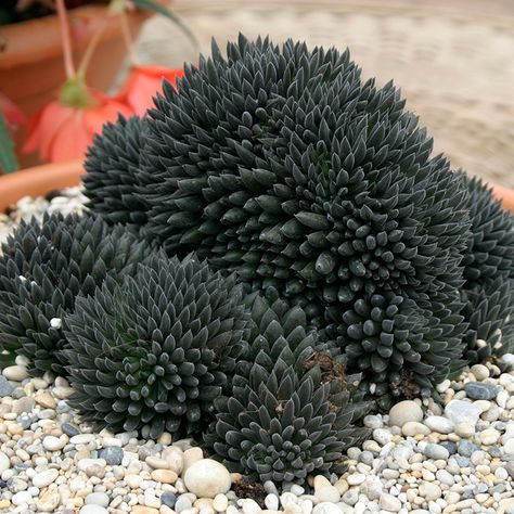 Black Succulent Cool Succulents, Black Succulents, Succulent Outdoor, Succulent Species, Plant Cactus, Succulent Seeds, Crassula Ovata, Chinese Jade, Jade Plants