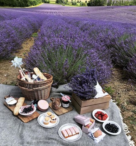 lavender fields Picnic Inspiration, Picnic Date, Perfect Picnic, Picnic Time, Days Like This, Lavender Fields, A Picnic, Summer Picnic, Lavender Flowers