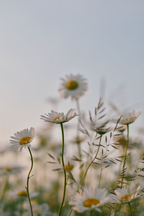 Backgrounds For Instagram, Spring Backgrounds, Wild Daisy, Opening An Etsy Shop, Tumbler Photos, Spring Equinox, Summer Time Pictures, Spring Flower, Summer Photography