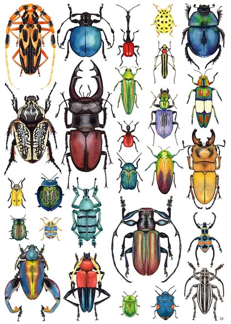 Beetle Collection by Kelly Jade King Beetle Art, Insect Tattoo, Watercolour And Ink, Posca Art, Bug Art, Beautiful Bugs, Insect Art, Scientific Illustration, Art Et Illustration